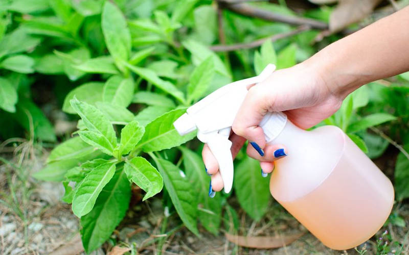 How to Get Rid of Garden Pests with Apple Cider Vinegar How to Care