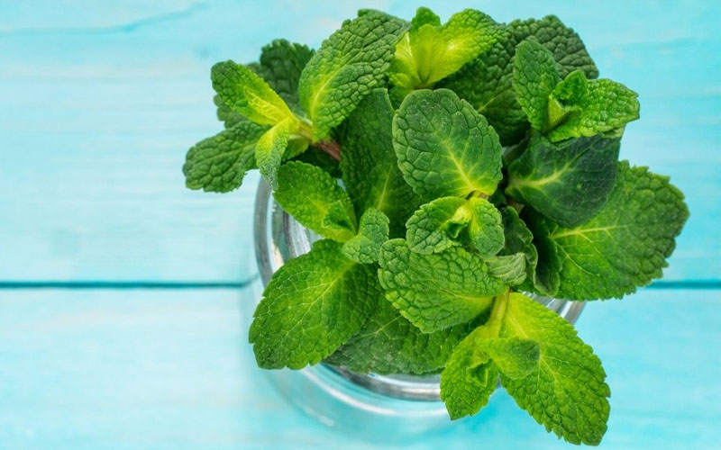 You Will Be Amazed by What Mint Is Capable of Doing! How to Care Of
