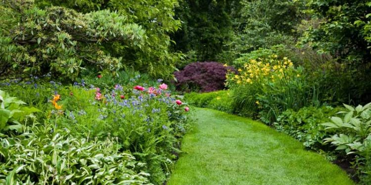 Having This in Your Garden Raises Major Health Concerns – How to Care ...