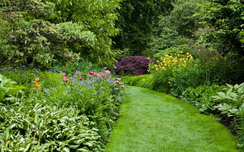 Having This in Your Garden Raises Major Health Concerns – How to Care ...