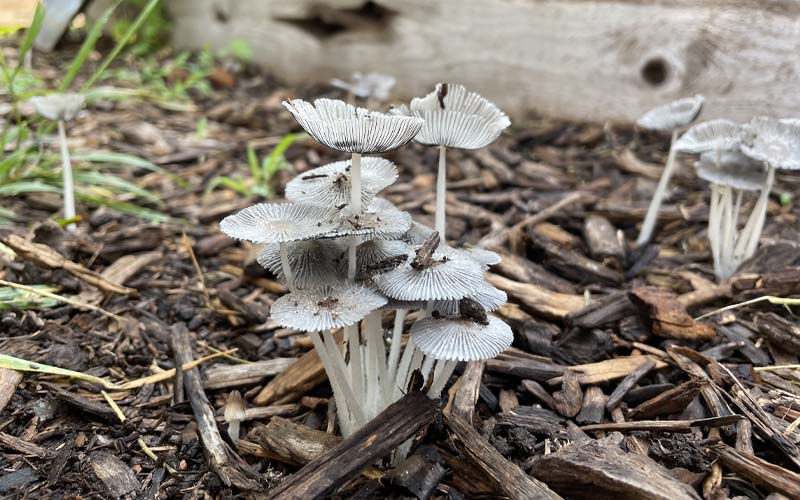 How to Get Rid of Wild Mushrooms in Your Garden How to Care Of Your Plants Garden/Gardening