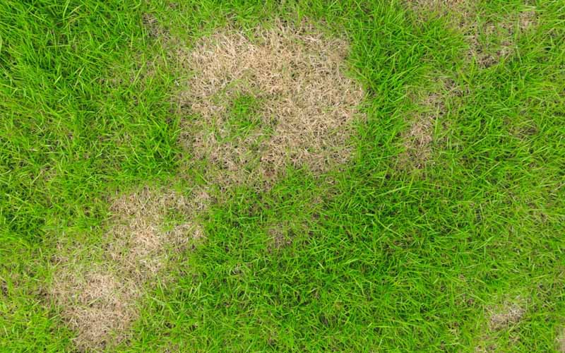 How to Stop Cutworms from Ruining Your Grass Plants How to Care Of