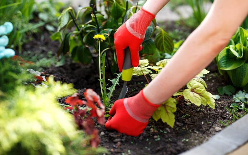 Your Garden Plants Will Die Early If You Do This! How to Care Of Your