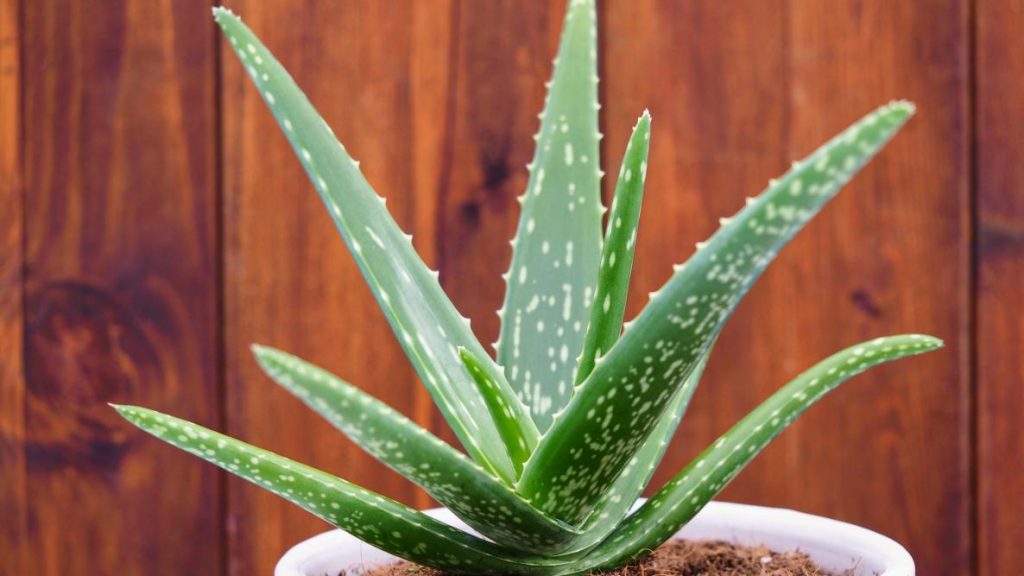 Tired of Mold? Here Are Some Plants to Help! How to Care Of Your Plants Garden/Gardening