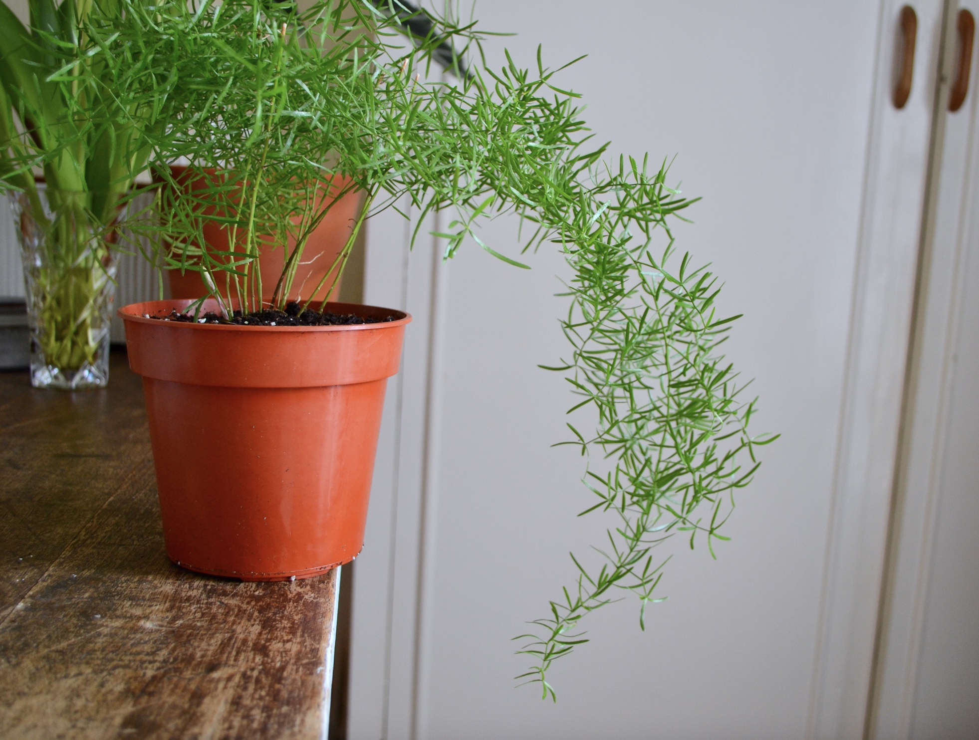 Top 7 Plants You Can Cultivate in Your Shower – How to Care Of Your ...