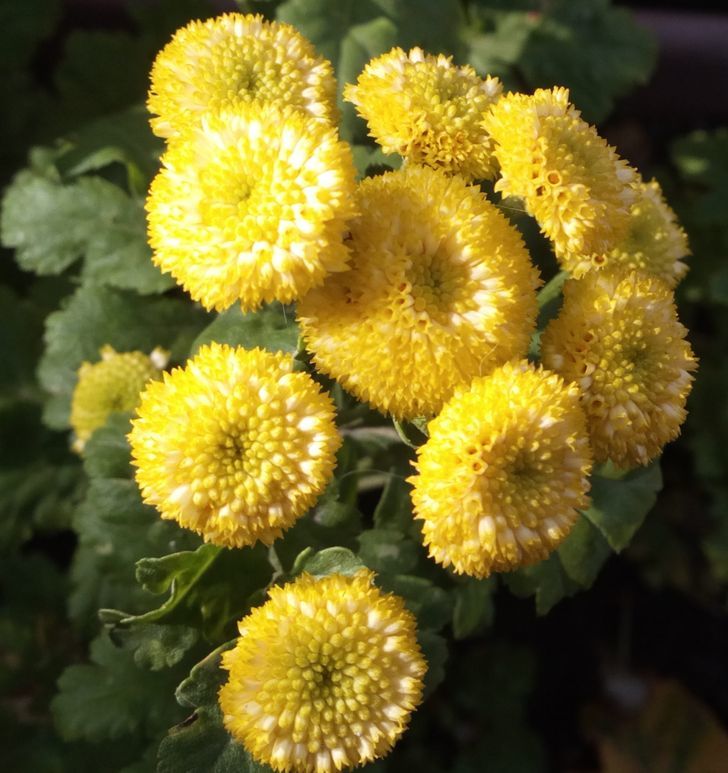 5 Plants That Keep the Pests away How to Care Of Your Plants Garden