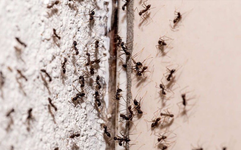 Here’s Why Cinnamon Is Most People’s Favorite Ant Repellent How to