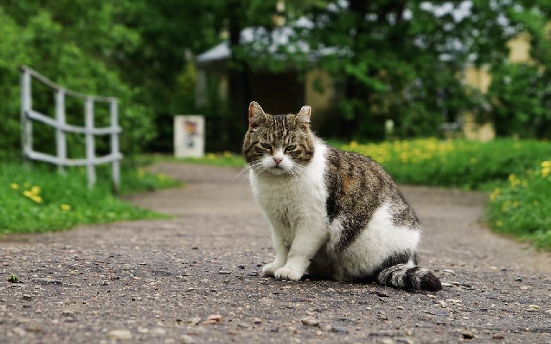 These 4 Plants Can Help Repel Cats—No Kidding! How to Care Of Your