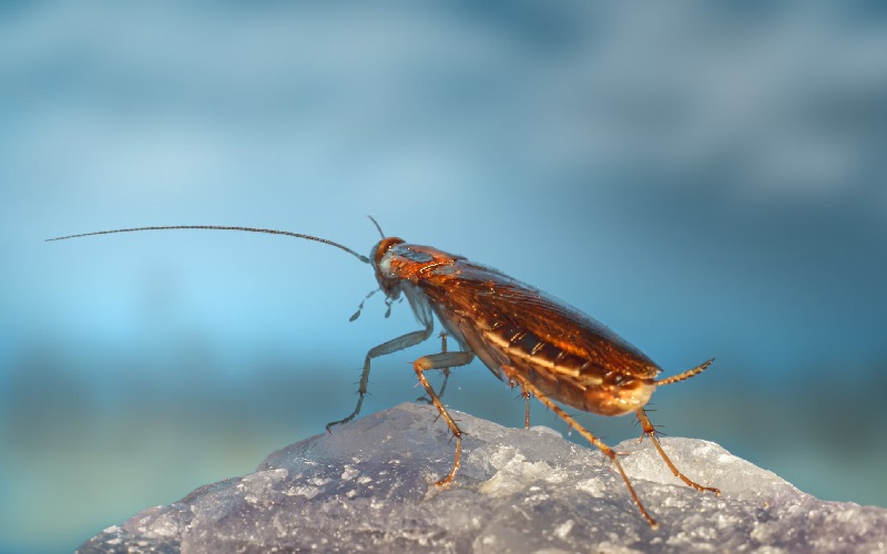 Get Rid of Roaches with These StrongSmelling Plants How to Care Of