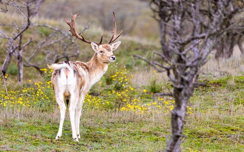 The 6 Plants That Will Deter Deer from Your Home Garden How to Care