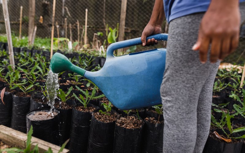 Why You Should Use Cooking Water for Your Plants &ndash; How to Care Of Your