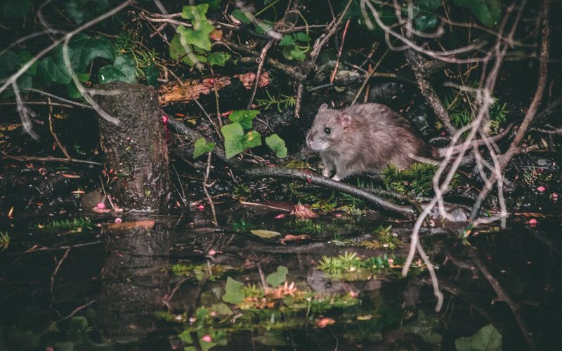 10 Beautiful Blooms That Will Keep Rats Away from Your Home Garden