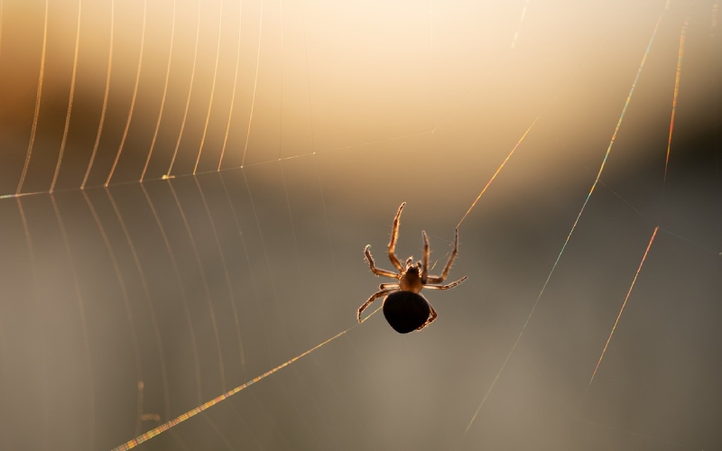 how-to-get-rid-of-spiders-using-indoor-plants-how-to-care-of-your