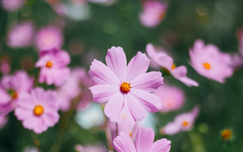 These Sturdy and Low Maintenance Flowers Are What Your Garden Needs ...