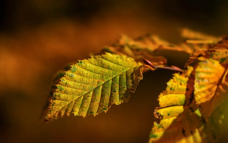 10 Reasons Why Outdoor Plant Leaves Turn Yellow How to Care Of Your