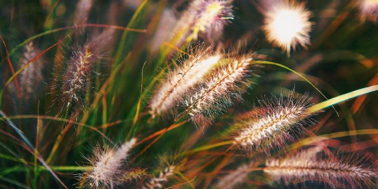 11 of the Best Ornamental Grasses for Your Garden – How to Care Of Your ...