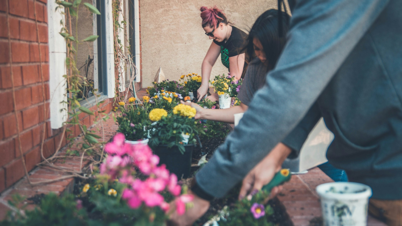 7 Organic Fertilizers To Rejuvenate Your Garden Beds – How To Care Of 