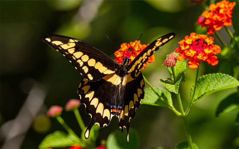 Top 10 InsectRepelling Outdoor Plants How to Care Of Your Plants